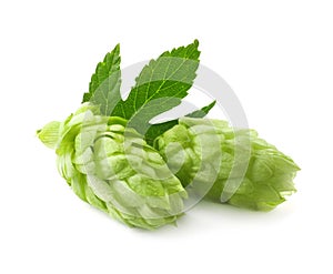 Fresh green hops with leaf on white background