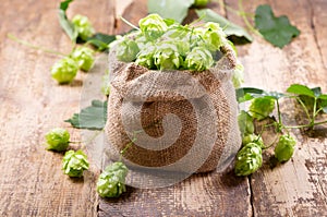 Fresh green hops in sack