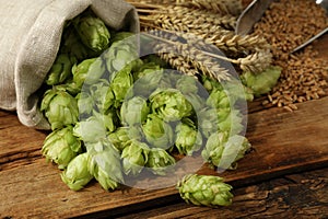 Fresh green hops, wheat grains and spikes on wooden table, closeup