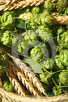 Fresh green hops and wheat spikes as background