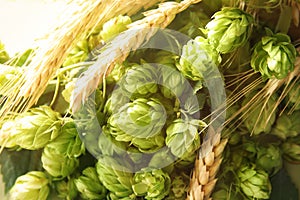 Fresh green hops and wheat spikes as background