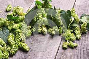 Fresh green hops
