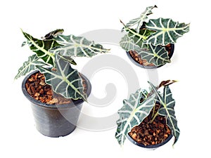 Fresh of green house plants top view isolated on white backgroun