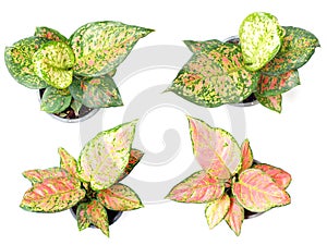 fresh of green house plants top view isolated on white backgroun