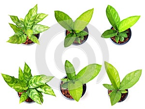 fresh of green house plants top view isolated on white backgroun