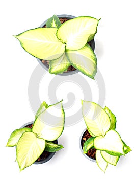 fresh of green house plants top view isolated on white backgroun