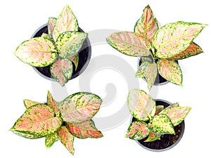fresh of green house plants top view isolated on white backgroun