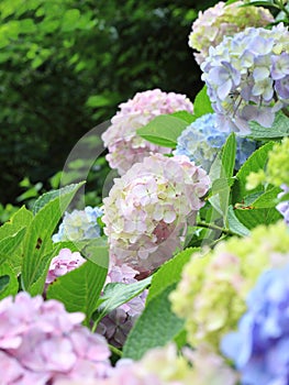 Fresh green hydrangea