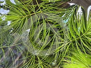 fresh green Hydrilla verticillata plant in fish pond photo