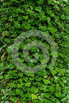 Fresh green ivy leaves overgrow a tree trunk photo