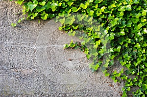 Fresh green ivy leaves on a rough grey concrete wall