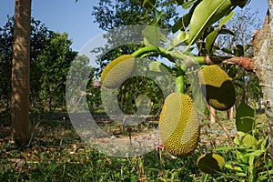 Fresh green Jackfruit Artocarpus heterophyllus