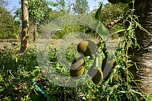 Fresh green Jackfruit Artocarpus heterophyllus