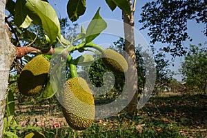 Fresh green Jackfruit Artocarpus heterophyllus