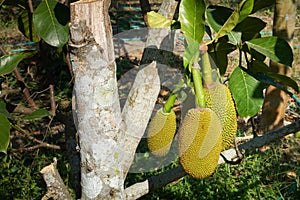 Fresh green Jackfruit Artocarpus heterophyllus