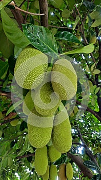 Fresh green Jackfruit & Artocarpus heterophyllus.