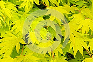 Fresh green Japanese Maple Acer Palmatum leaves