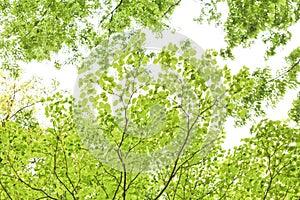 Fresh green, Japanese park in May