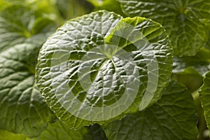 Fresh green Japanese wasabi plant