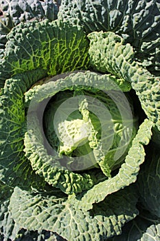 Fresh green juicy savoy cabbage in the garden. top view, close up. Young cabbage in the spring. Autumn harvest