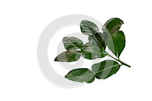 Fresh green kaffir lime leaves isolated on a white background.