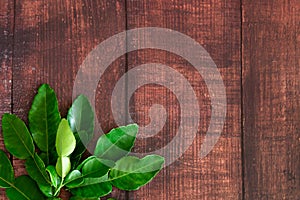 Fresh Green Kaffir Lime Leaves on wooden desk Background.