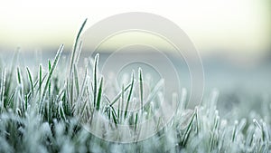 Fresh green lawn grass in hoarfrost at dawn