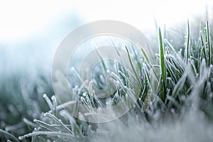 Fresh green lawn grass in hoarfrost at dawn