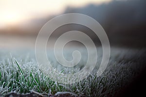 Fresh green lawn grass in hoarfrost at dawn