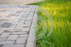 Fresh green lawn made of young grass near the sidewalk made of tiles