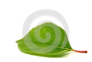 Fresh green leaf photo