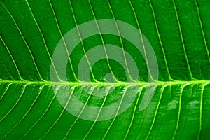 Fresh green leaf background close-up view,horizontal green leaf and spot focused