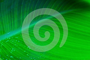 Fresh green leaf backlit by the sun. The leaf has a beautiful expressive structure