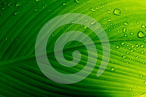 Fresh green leaf backlit by the sun. The leaf has a beautiful expressive structure.Raindrops on a green leaf