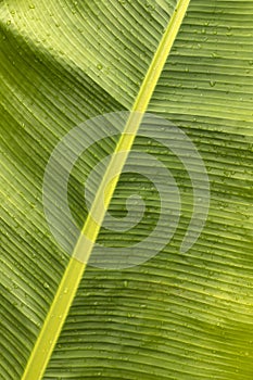 Fresh green leaf of banana plant - Musa Ã— paradisiaca