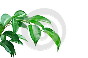 The fresh green leaf and branch isolate on white background with clipping path.