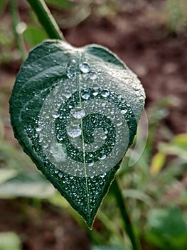 Fresh green leaf with bubbling dew drops close view