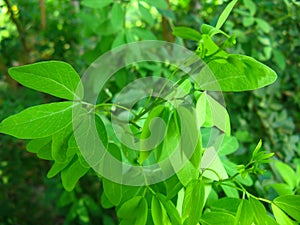 Fresh Green Leaf of Catclaw blackbead