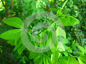 Fresh Green Leaf of Catclaw blackbead photo