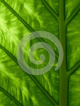 Fresh green leaf, close up, macro