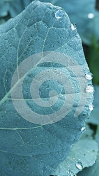 fresh green leaf close up,rain