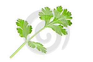 fresh green leaf coriander isolate on white background