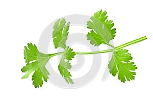 fresh green leaf coriander isolate on white background