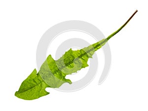 Fresh green leaf of dandelion herb isolated