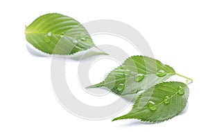 Fresh green leaf and dew drop 2