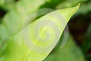 Fresh green leaf with dew drops of Bird`s nest fern, know as Crow`s nest fern, an epiphytic plant