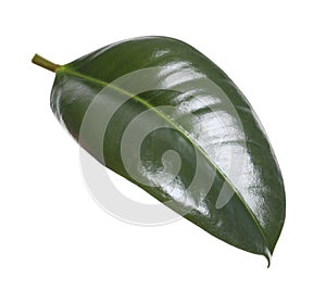 Fresh green leaf of Ficus elastica plant isolated on white