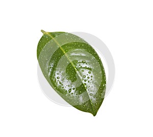 Fresh green leaf of Ficus elastica plant isolated on white