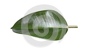 Fresh green leaf of Ficus elastica plant isolated on white