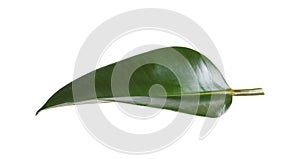 Fresh green leaf of Ficus elastica plant isolated on white